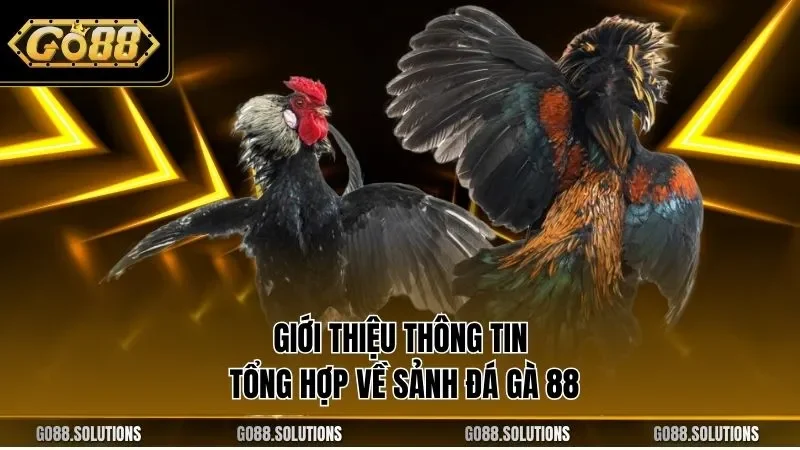 Giới thiệu thông tin tổng hợp về sảnh đá gà 88
