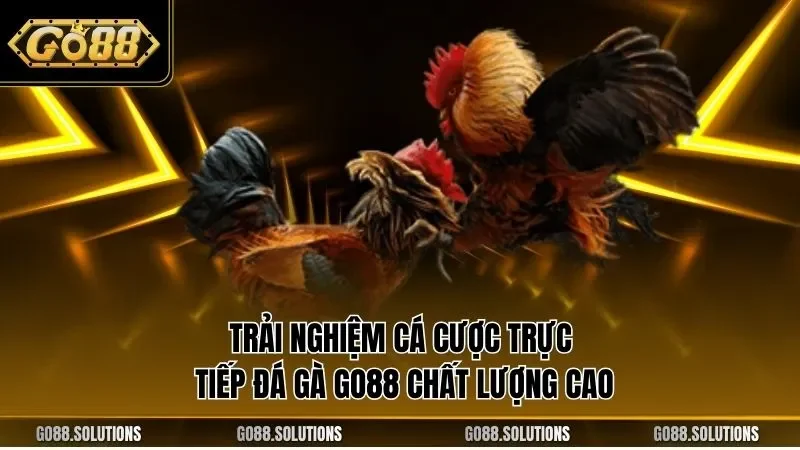 Trải nghiệm cá cược trực tiếp đá gà GO88 chất lượng cao